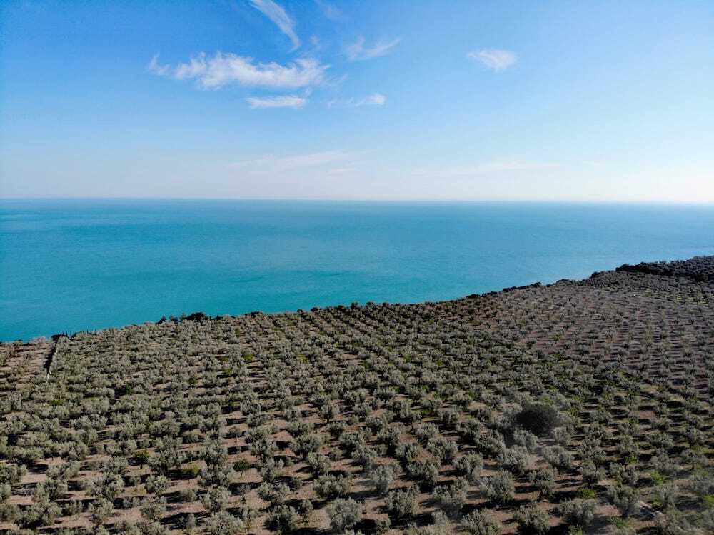 Migliore qualità al giusto prezzo: Compra olio italiano dal produttore 26 compra olio extravergine italiano