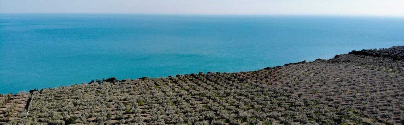 oliveto olio extravergine di oliva del Gargano oliveto olio di oliva del gargano