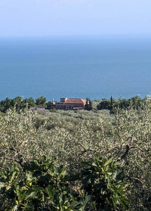Olio Extravergine di Oliva Pugliese Ogliarola Garganica – Direttamente dal Produttore nel Gargano 93 oliveto produzione olio pugliese Ogliarola Garganica masseria papone