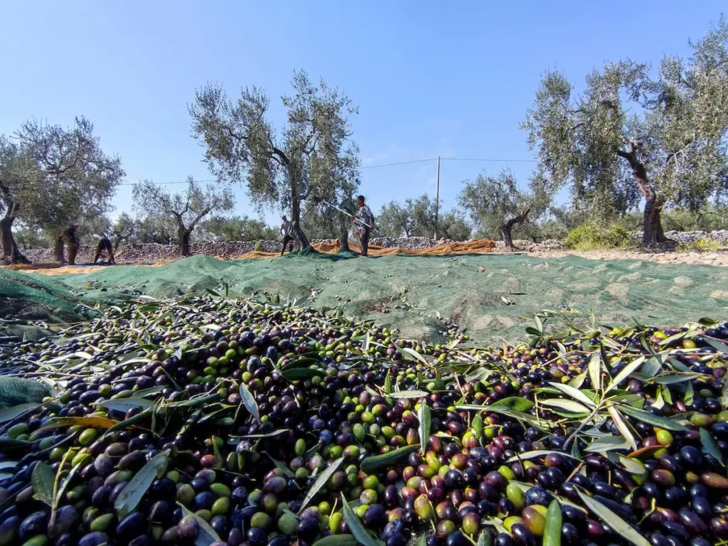 Come scegliere un buon olio extravergine di oliva 2 raccolta a mano olive Puglia Gargano